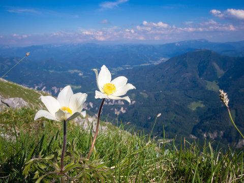 Anemone narcissiflora in autrian Alps