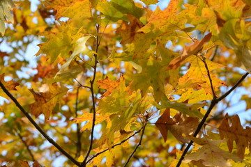 Fall foliage with sky in background