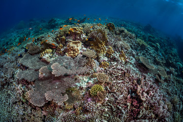 Naklejka na ściany i meble coral reef rubble scene