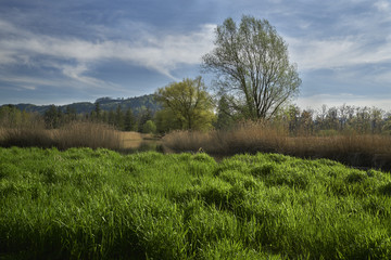 Obraz premium Frühling in der Au