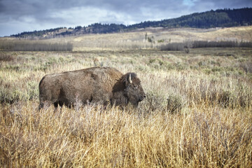 American bison grazing in the Grand Teton National Park, USA.
