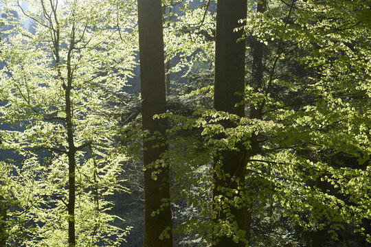 Buchen-Tannenwald im Fr&uuml;hling