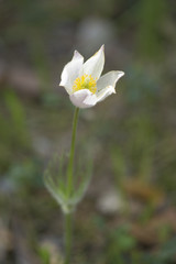 The first spring flower. Snowdrop in the wood.