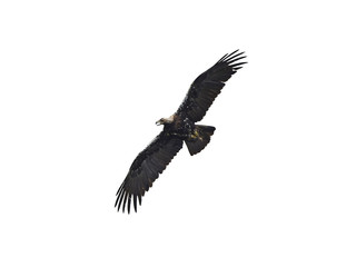 Spanish imperial eagle (Aquila adalberti)