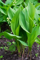 lilies of the valley