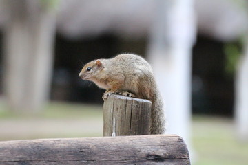 Eichhörnchen in Namibia