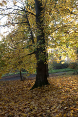 Fototapeta premium arboretum autumn