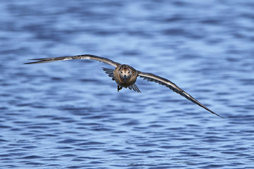 Ruff (Philomachus pugnax)