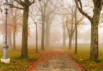 Pathway in a foggy autumn park