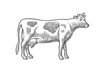 Cow. Hand drawn in a graphic style. Vintage vector engraving illustration for info graphic, poster, web. Isolated on white background.