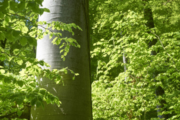 Buchenlaub im Frühling