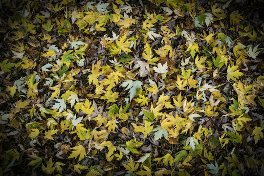raccolta autunnale