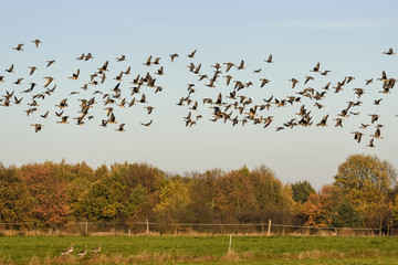 Wildgänse im Flug auf dem Acker © stadelpeter