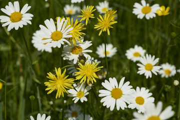 Wiese mit Margerite