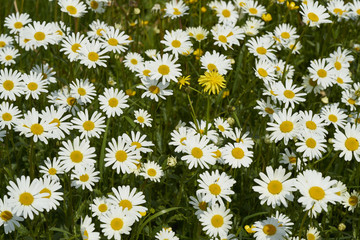 Margeriten-Wiese