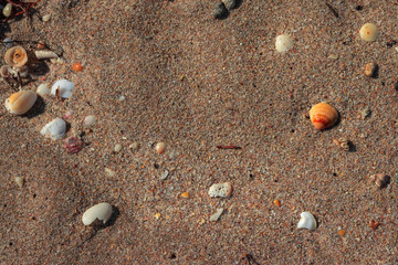 seashell