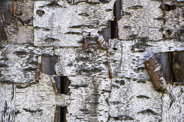 Background textured bark of a birch tree. Sheets of birch bark on a flat wooden surface