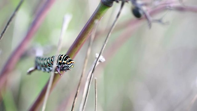 swallowtail butterfly's caterpillar (Papilio machaon) eating a plant