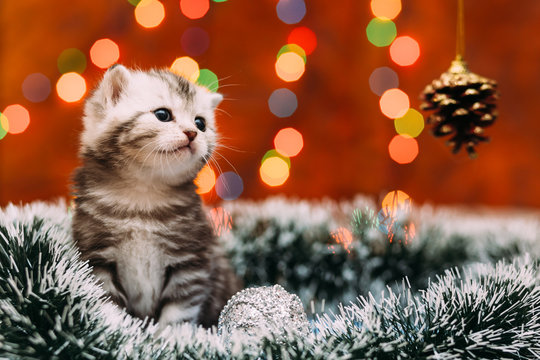 Cute scottish kitten with Christmas background