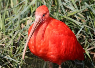 Closeup portrait of a South American Scarlet Ibis (Eudocimus ruber)