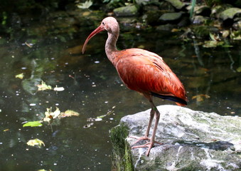 Adolescent South American Scarlet Ibis (Eudocimus ruber) at the water's edge.