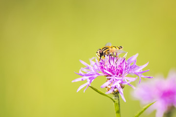 Schwebfliege auf einer Kornblume - Sumpfschwebefliege