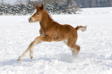 Fototapeta na wymiar Nice foal running