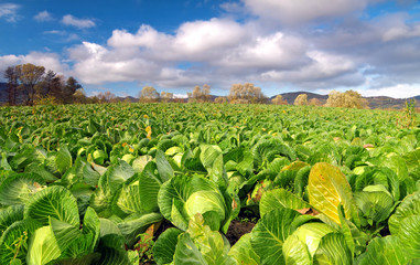 Cabbage field on a bright sunny day