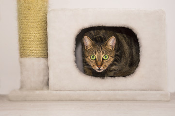 Charming cat sitting in the house