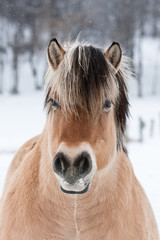 Portrait of nice horse
