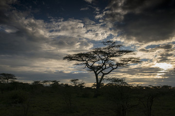 Fototapeta na wymiar Acadia Tree at Sunset, Serengeti