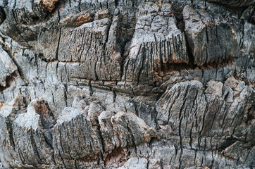 Old tropical palm tree bark weathered horisontal texture closeup abstract