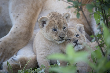 Baby Lions