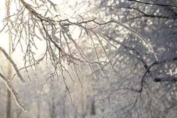 Hoarfrost on trees