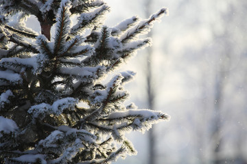Hoarfrost on spruce tree