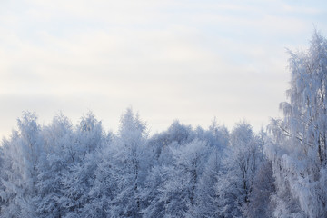 Beautiful winter forest
