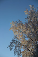 Obraz premium Hoarfrost on trees