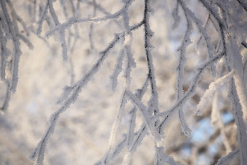 Hoarfrost on trees
