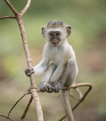 Baby Vervet Monkey