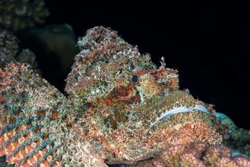Scorpionfish black background