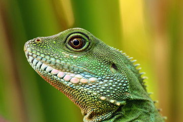 Chinese water dragon (Physignathus cocincinus), portrait