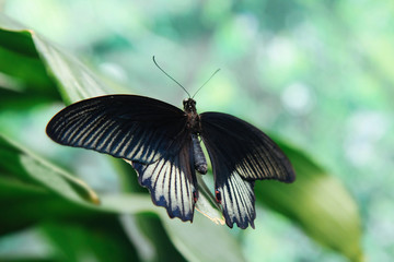 Beautiful butterfly outdoors