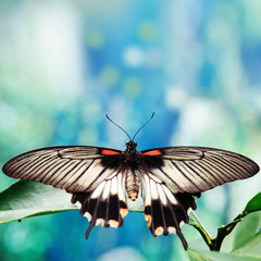 Beautiful butterfly outdoors