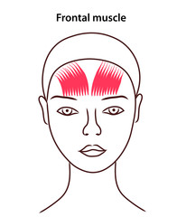 Женское лицо  и мимические мышцы, образующие морщины и складки. Старение лица