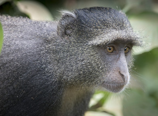 Blue Monkey Profile