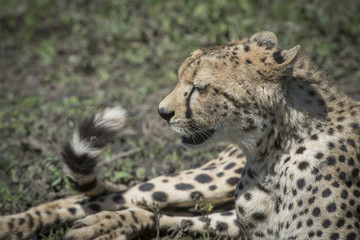 Fototapeta premium Cheetah Profile