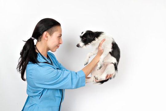 small mongrel dog examination by a veterinary doctor
