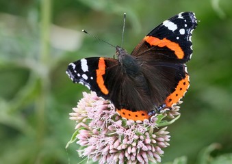Naklejka premium Red Admiral butterfly (Vanessa atalanta) feedng on a hemp agrimony flower, wings opened