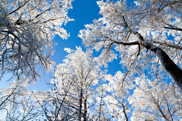 Frosted tree in frosty day against the blue sky