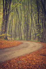 Obraz premium Forest road with beech trees on early autumn day